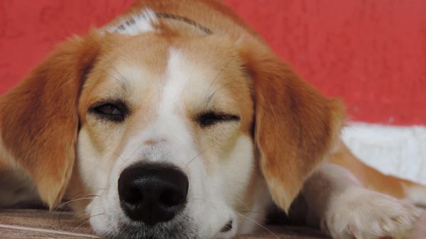 Köpekler sahiplerinin göz kırpmasını taklit ediyor mu? - Sputnik Türkiye