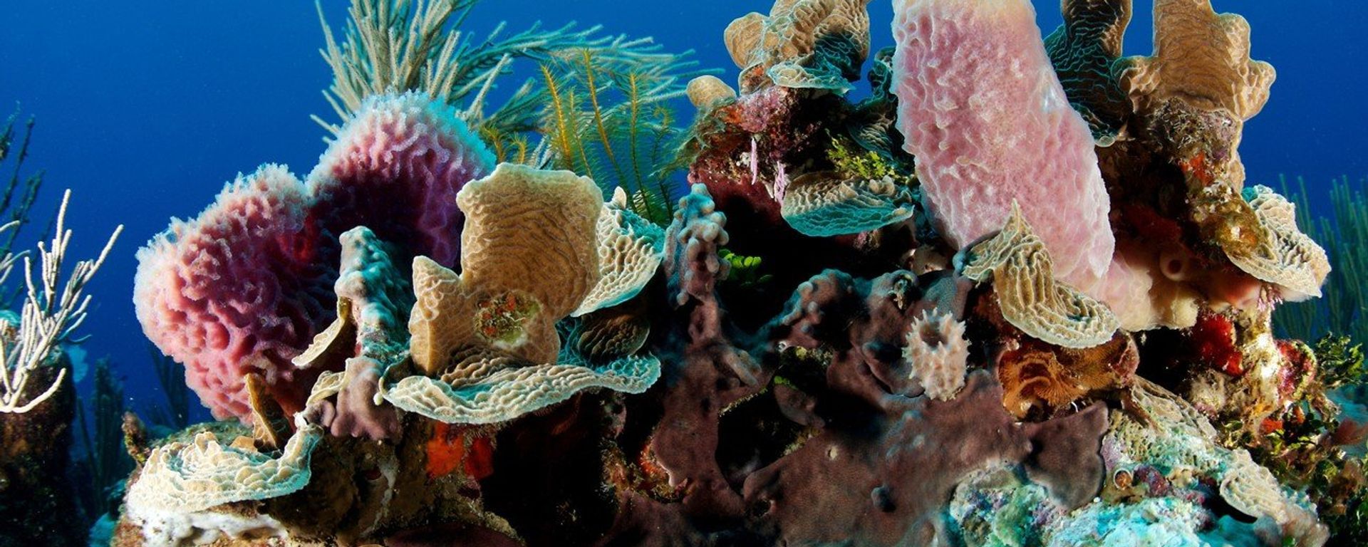 The underwater world of the Belize Barrier Reef Reserve is a 963-km2 (371.8-mile2) coastal system of atolls, sand cays, mangrove forests, lagoons and estuaries, and is home to the largest reef system in the northern hemisphere - Sputnik Türkiye, 1920, 31.08.2026