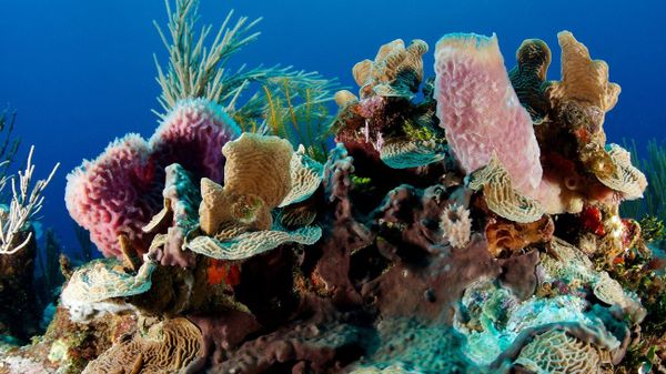 The underwater world of the Belize Barrier Reef Reserve is a 963-km2 (371.8-mile2) coastal system of atolls, sand cays, mangrove forests, lagoons and estuaries, and is home to the largest reef system in the northern hemisphere - Sputnik Türkiye
