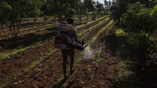 E. B. Manohar farmer sprays natural fertilizer on his crop at his farm in Khairevu village in Anantapur district in the southern Indian state of Andhra Pradesh, India, Wednesday, Sept. 14, 2022. - Sputnik Türkiye