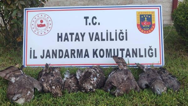 Hatay'ın merkez Antakya ilçesinde arı şahini avlayan kişiye 1 milyon 330 bin lira ceza kesildi - Sputnik Türkiye