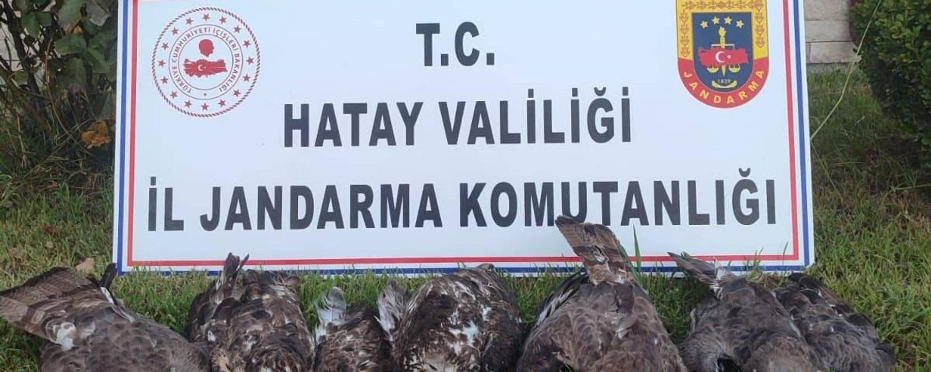 Hatay'ın merkez Antakya ilçesinde arı şahini avlayan kişiye 1 milyon 330 bin lira ceza kesildi - Sputnik Türkiye, 1920, 04.09.2026