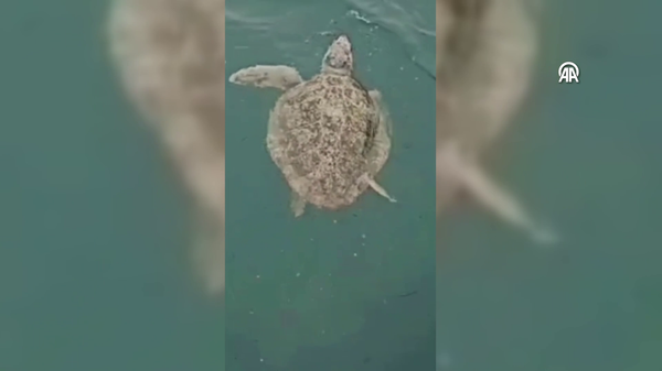 caretta caretta - Sputnik Türkiye