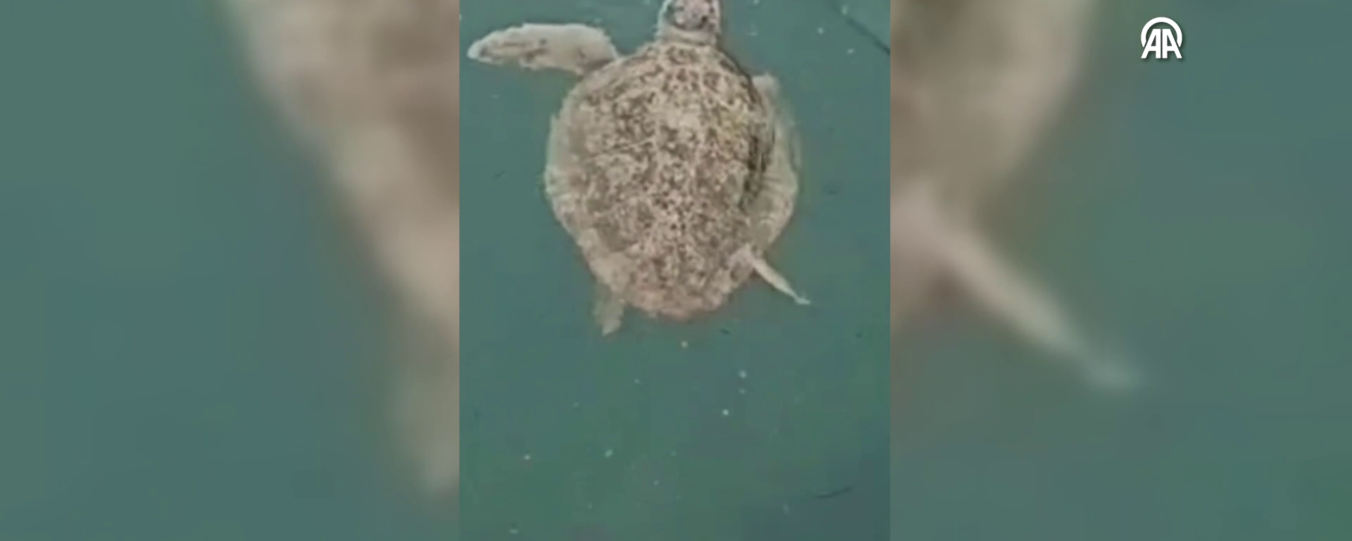 caretta caretta - Sputnik Türkiye, 1920, 14.09.2026