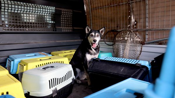 Muğla'nın Marmaris ilçesinde yalnız yaşayan 75 yaşındaki kadının evinden bir kamyon atık çıkarıldı, evde bulunan 14 kedi ile 1 köpek hayvan bakımevine teslim edildi - Sputnik Türkiye