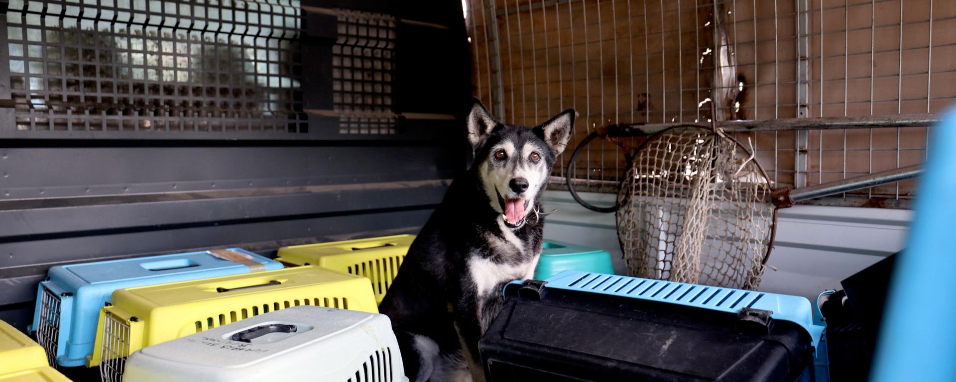 Muğla'nın Marmaris ilçesinde yalnız yaşayan 75 yaşındaki kadının evinden bir kamyon atık çıkarıldı, evde bulunan 14 kedi ile 1 köpek hayvan bakımevine teslim edildi - Sputnik Türkiye, 1920, 16.09.2026