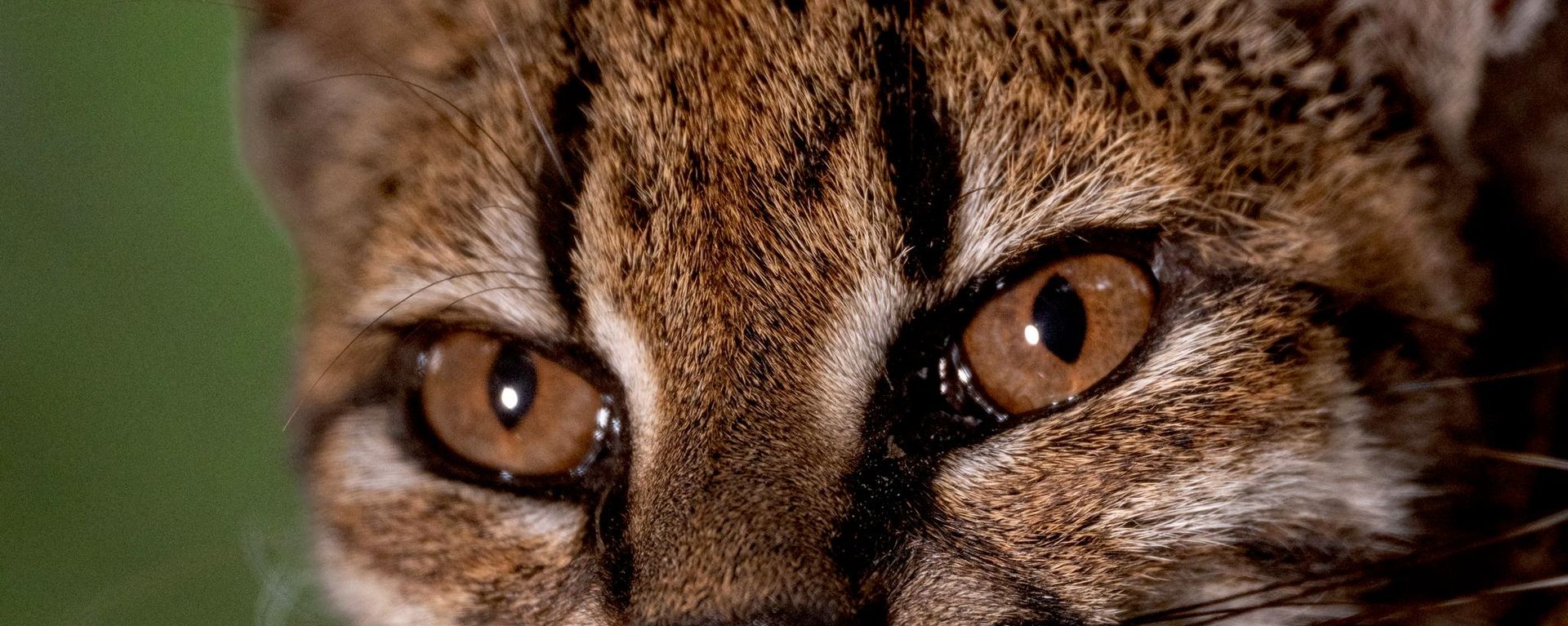 Yeni kedi türü 'tilcayo' - Sputnik Türkiye, 1920, 18.09.2026