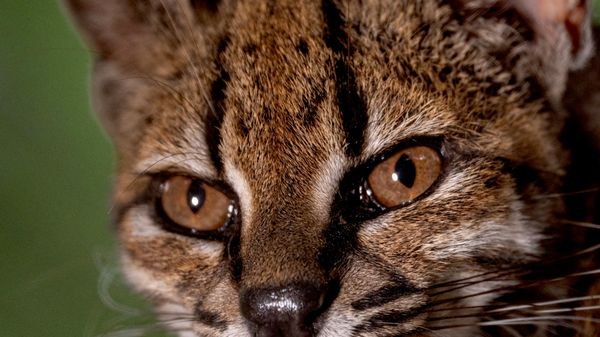 Yeni kedi türü 'tilcayo' - Sputnik Türkiye