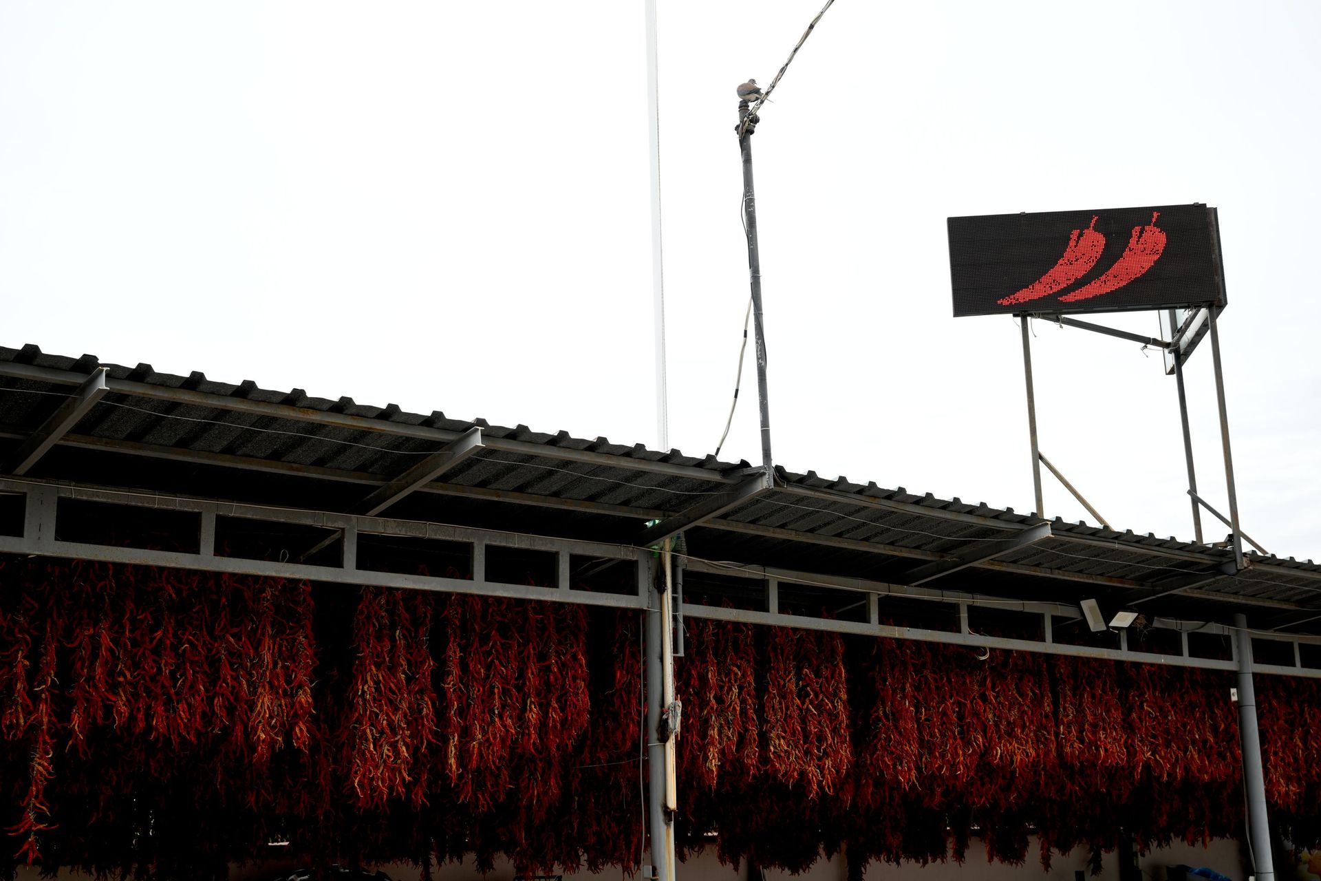 Edirne'nin ünlü tava ciğerinin lezzet ortağı Karaağaç acı biberinin kurutma mesaisi sona erdi - Sputnik Türkiye, 1920, 23.09.2026