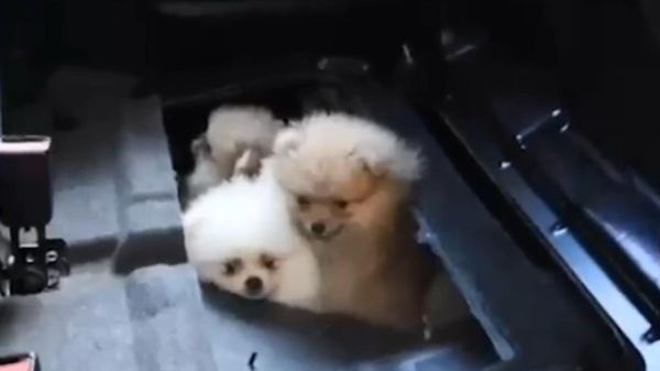 Köpek ticareti - Sputnik Türkiye