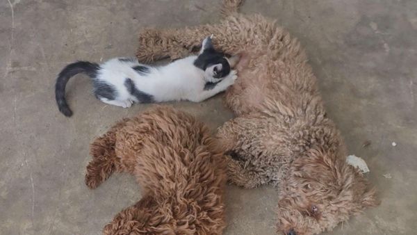 Antalya'da bir köpek annesinin terk ettiği yavru kediyi emziriyor - Sputnik Türkiye