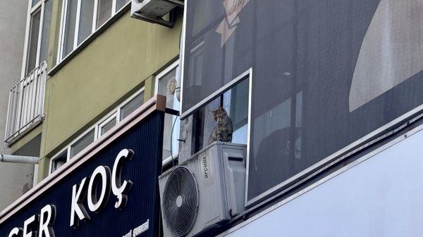 Kediyi kurtarmaya çalışırken 3 metreden düştü: Hayatını kaybetti - Sputnik Türkiye