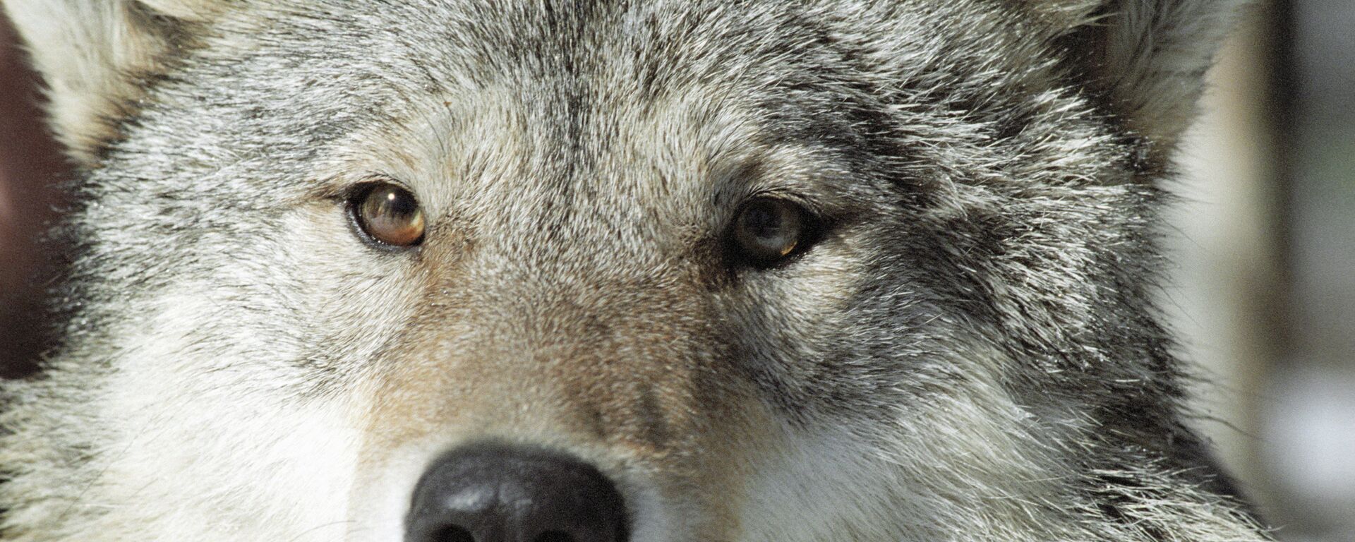 Kurt - Sputnik Türkiye, 1920, 06.04.2026