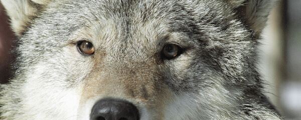 Kurt Kurt - Sputnik Türkiye