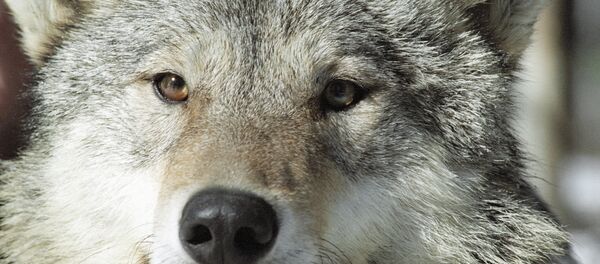 Kurt - Sputnik Türkiye