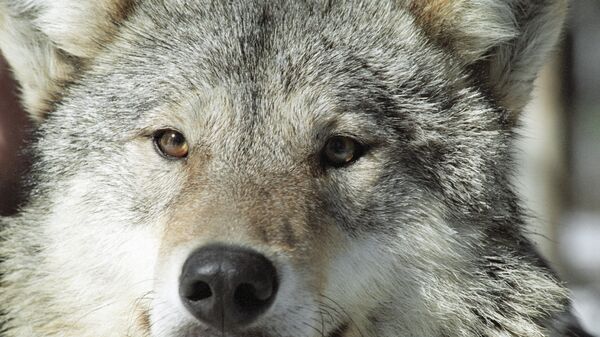 Kurt - Sputnik Türkiye