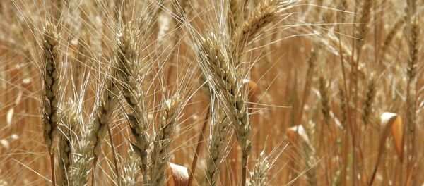 Buğday tarlası - Sputnik Türkiye