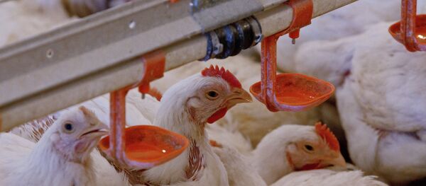 Tavuklar - Sputnik Türkiye