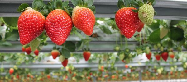 Çocuğuna çilek ve Nutella adını vermek isteyen 2 aile - Sputnik Türkiye