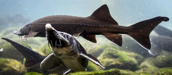 Mersin Balıkları - Sputnik Türkiye