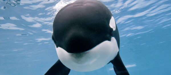 Balina - Sputnik Türkiye