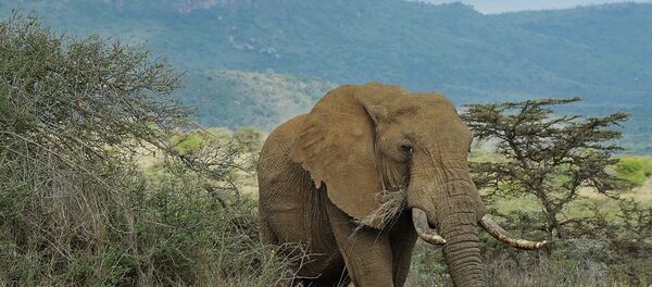 Fil - Sputnik Türkiye