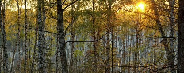 Orman'da sonbahar - Sputnik Türkiye