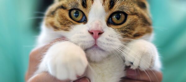 Kedi - Sputnik Türkiye