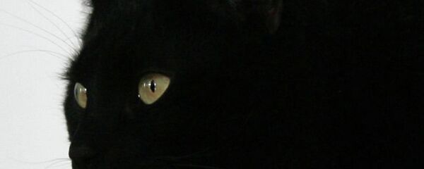 Kara Kedi - Sputnik Türkiye