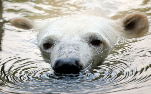 Bir kutup ayısı Berlin Hayvanat Bahçesi'nde yüzüyor - Sputnik Türkiye
