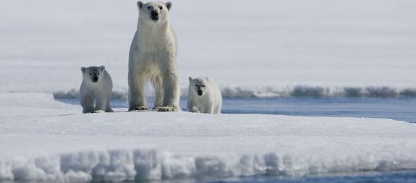 Bir kutup ayısı ailesi - Sputnik Türkiye