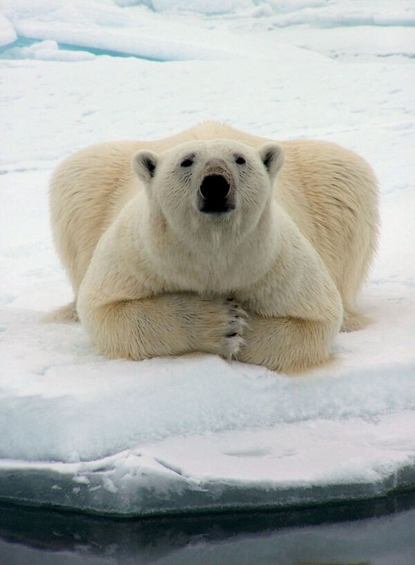 Alaska'da bir kutup ayısı - Sputnik Türkiye