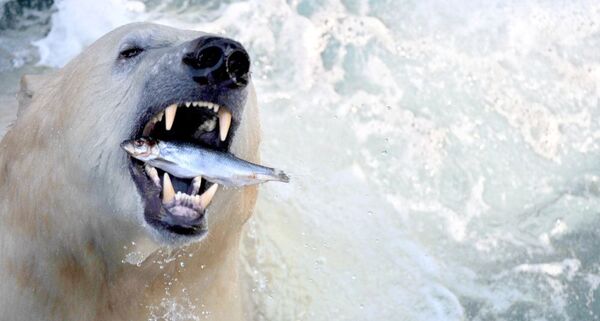Hannover Hayvanat Bahçesi'nde yaşayan kutup ayısı balık yiyor - Sputnik Türkiye