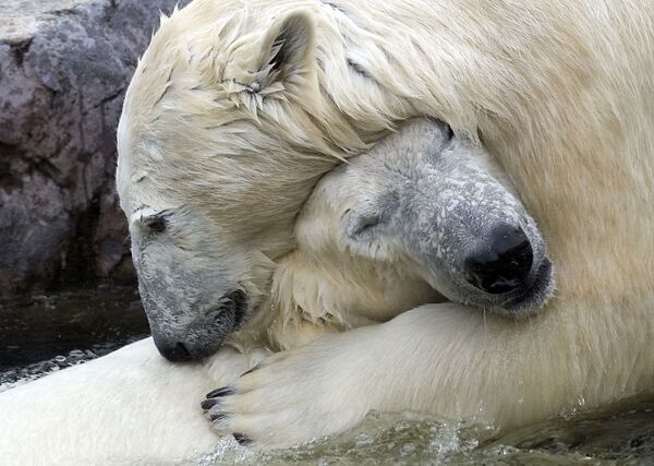 Gelsenkirchen'de  kucaklaşan Bill ve Lara adındaki kutup ayıları - Sputnik Türkiye