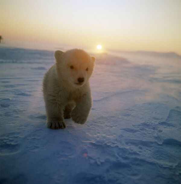 Vrangel Adası'nda dolaşan bir yavru kutup ayısı - Sputnik Türkiye