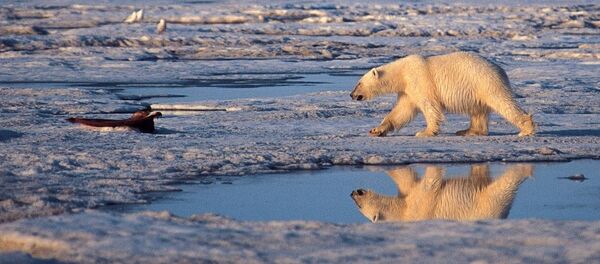 Alaska'daki Milli Arktika Parkı'nda bir kutup ayısı - Sputnik Türkiye