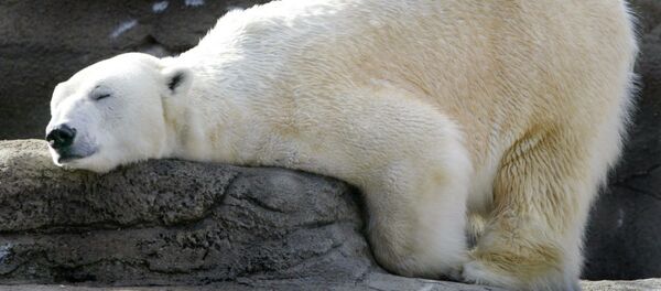 Cleveland Hayvanat Bahçesi'nde bir kutup ayısı - Sputnik Türkiye