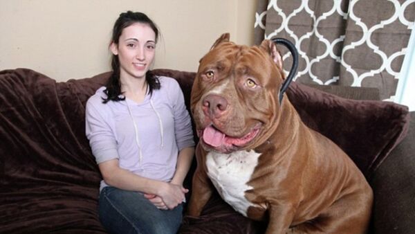 Dünya’nın en büyük pitbull köpeği günde iki kilo et yer - Sputnik Türkiye