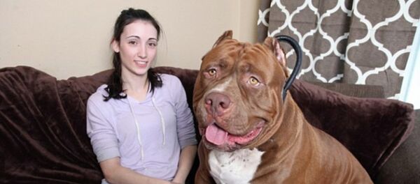 Dünya’nın en büyük pitbull köpeği günde iki kilo et yer - Sputnik Türkiye