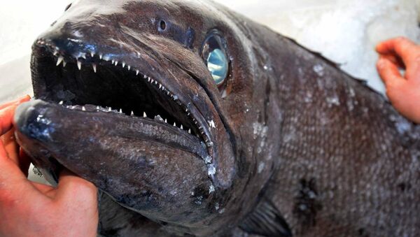 Datça'da yağ balığı şaşkınlığı - Sputnik Türkiye