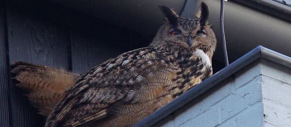 Purmerend kentinde insanlara saldıran puhu kuşu - Sputnik Türkiye