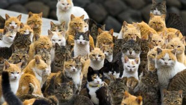 Bir Japonya adasında yaşayan kediler - Sputnik Türkiye