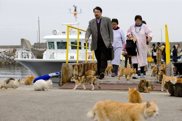 Japon limanında kediler - Sputnik Türkiye