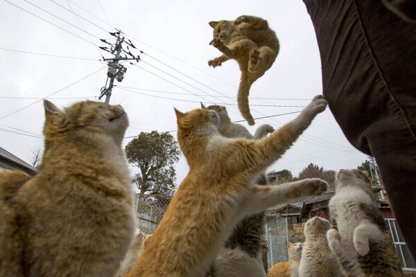 Japonya'da kediler - Sputnik Türkiye