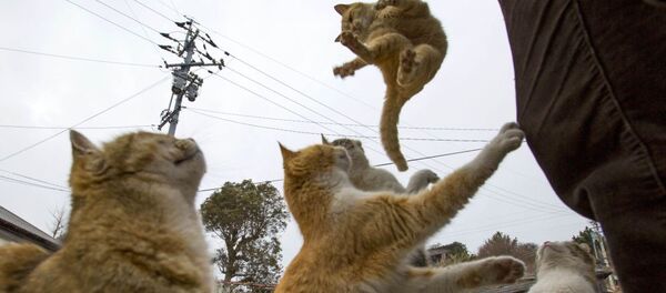 Japonya'da yaşayan kediler yemek istiyor - Sputnik Türkiye