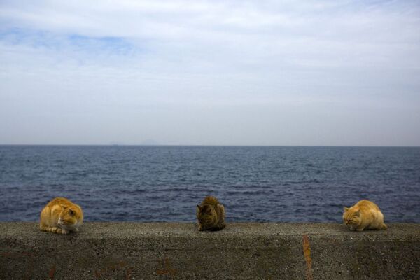 Japonya'nın güneyinde denize bakan bir duvar üzerinde oturan kediler - Sputnik Türkiye