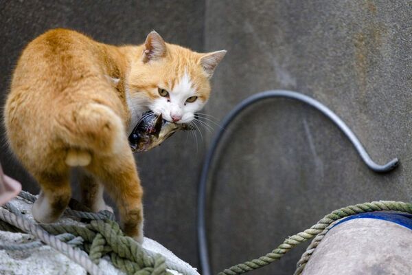 Ağzında balık olan bir kedi - Sputnik Türkiye