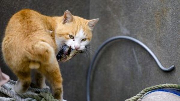 Ağzında balık olan bir kedi - Sputnik Türkiye