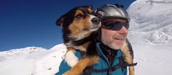 Sahibiyle kayak yapan köpek - Sputnik Türkiye