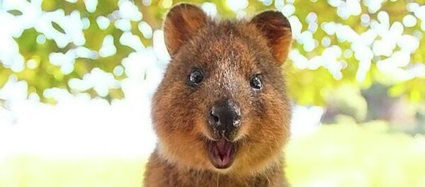 Quokka - Sputnik Türkiye